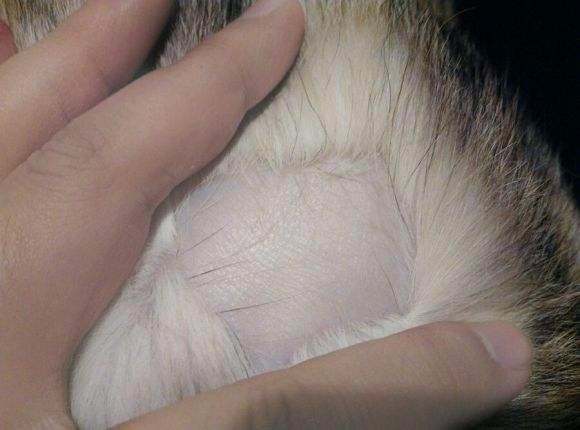 养猫后满屋子毛怎么办,家里养猫掉毛怎么处理