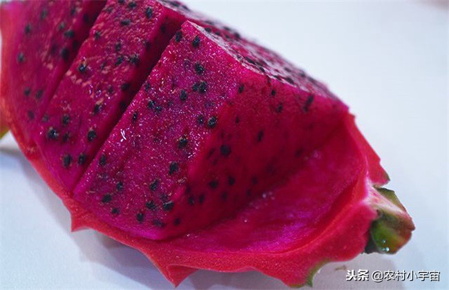 红心火龙果栽培最佳时间,红心火龙果如何种植养护