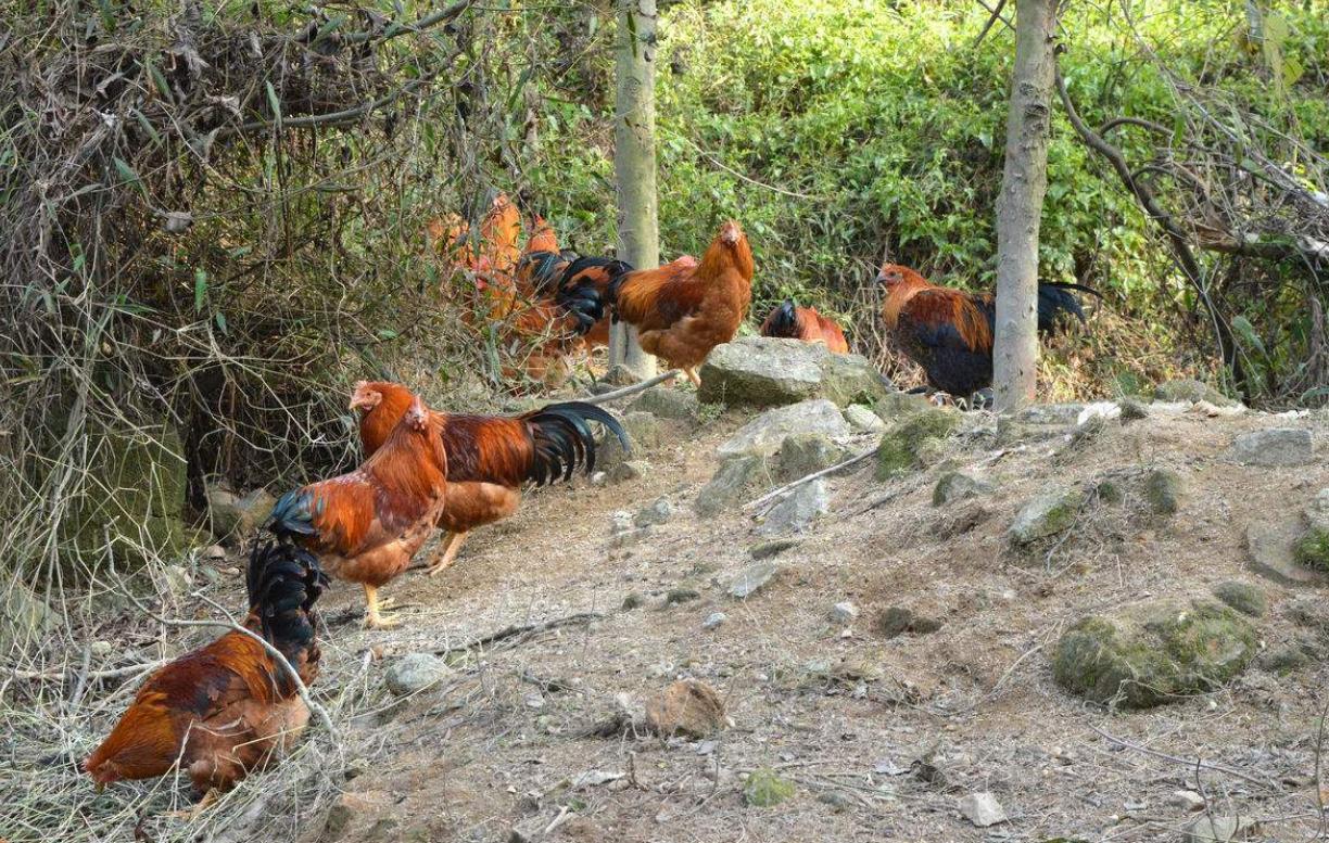 成年巨蟒蛇最多长达多少米,云南巨蟒