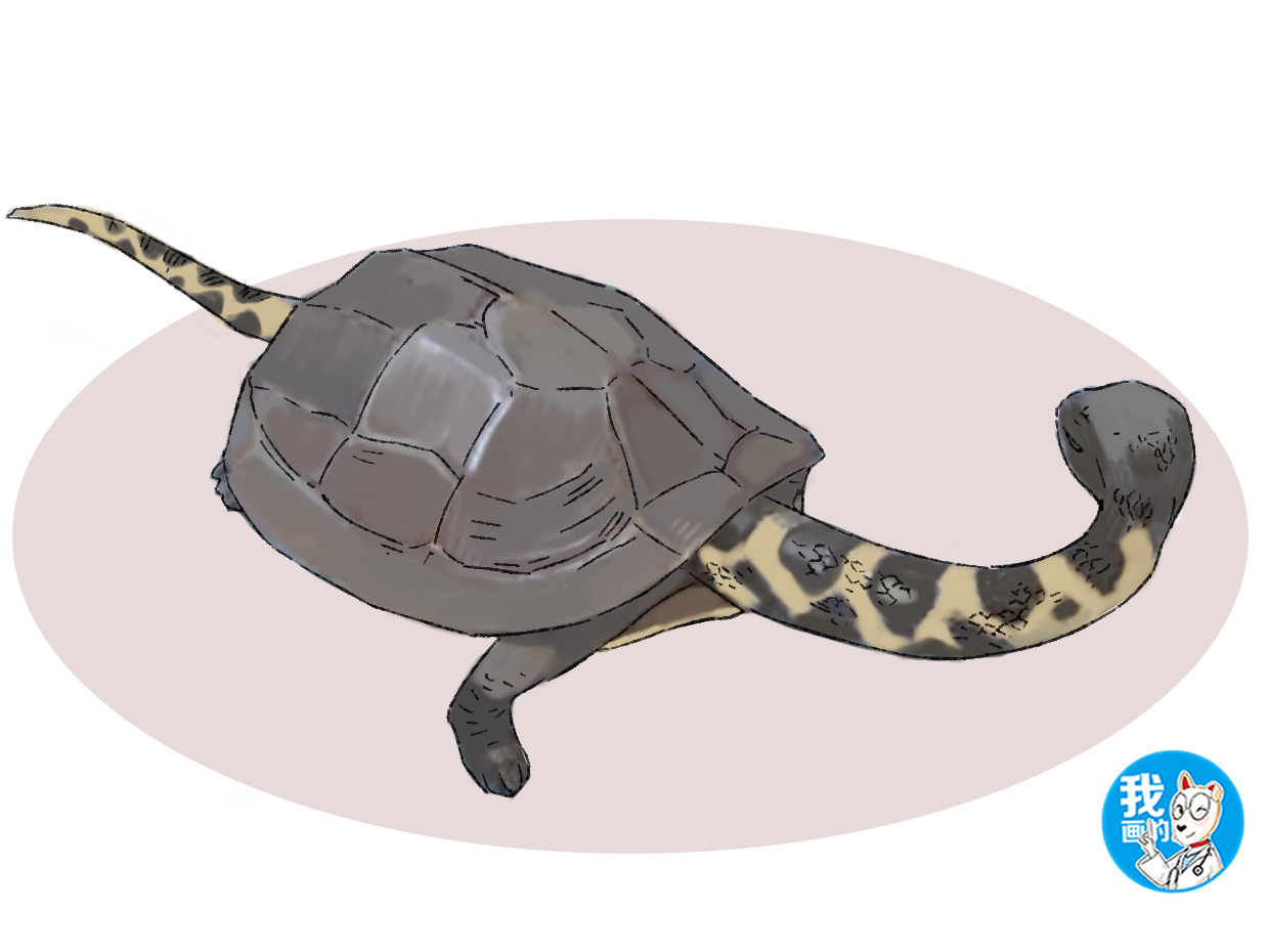 小伙意外捡到一只巨龟,男子在野外捡到了一只小刺龟