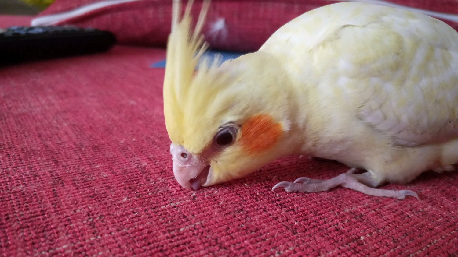 鹦鹉室内怎么排便的视频,鹦鹉怎么才能不乱拉屎