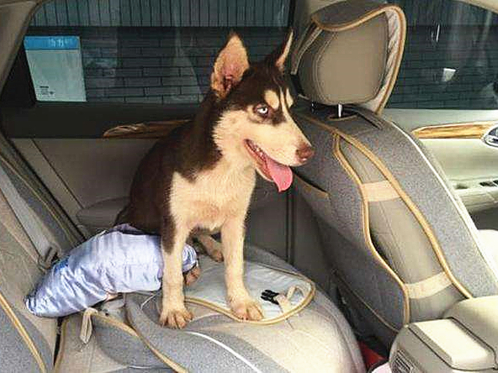 神犬哈士奇有多聪明,二哈哈士奇智商排行