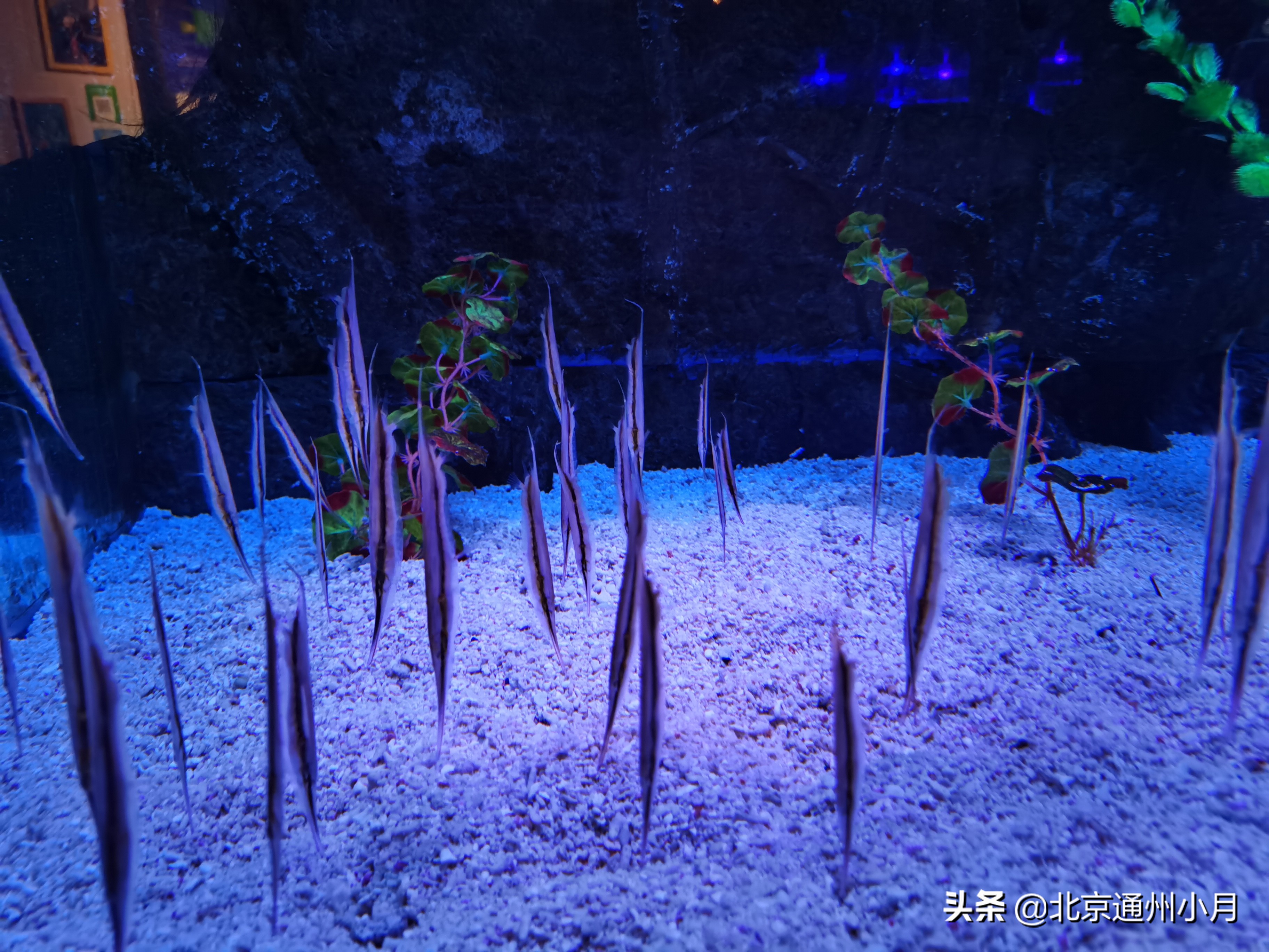 值得去看的海底世界,北京市海底世界门票多少钱