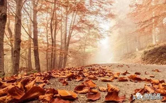 秋天的思念,秋天的思念完整版原唱