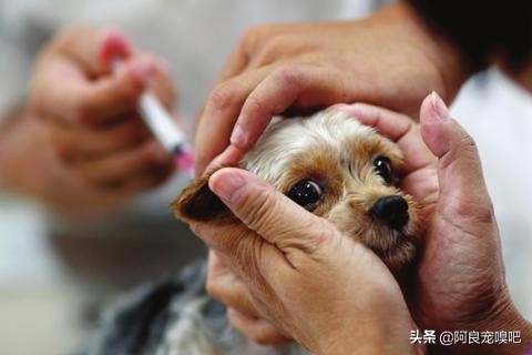去国外进口或国内少数纯种繁育场购买纯种犬时，应索取的四个文件