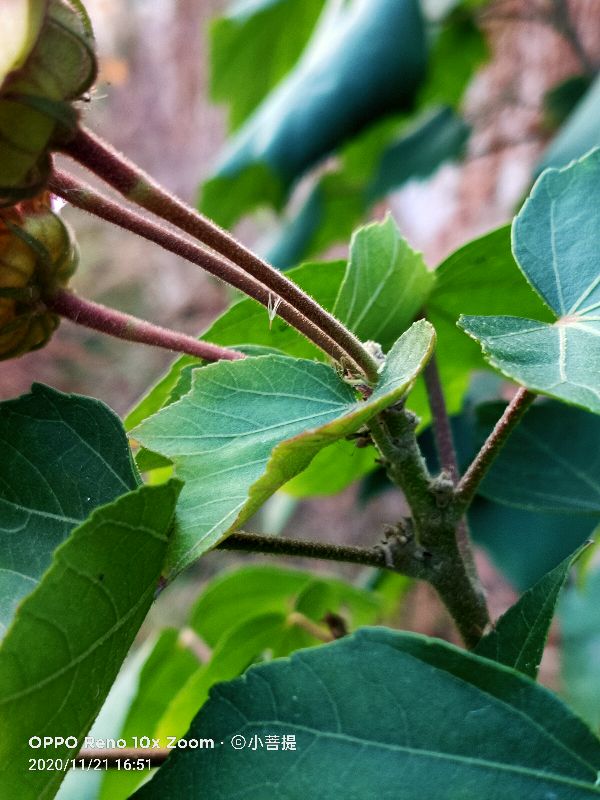 这种花通常用来比作美丽的女子，有人拿来做药，还有人当野菜吃