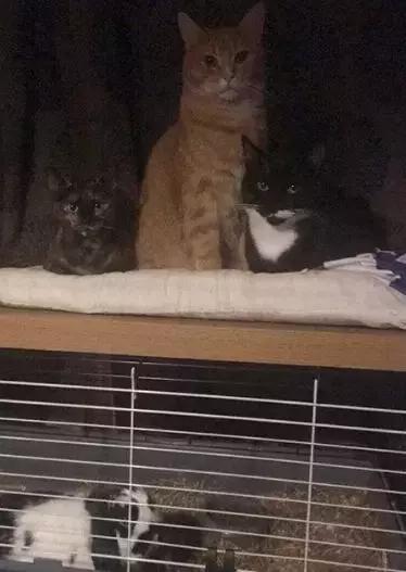 养一只猫结果养了一窝,网友养了两只兔子