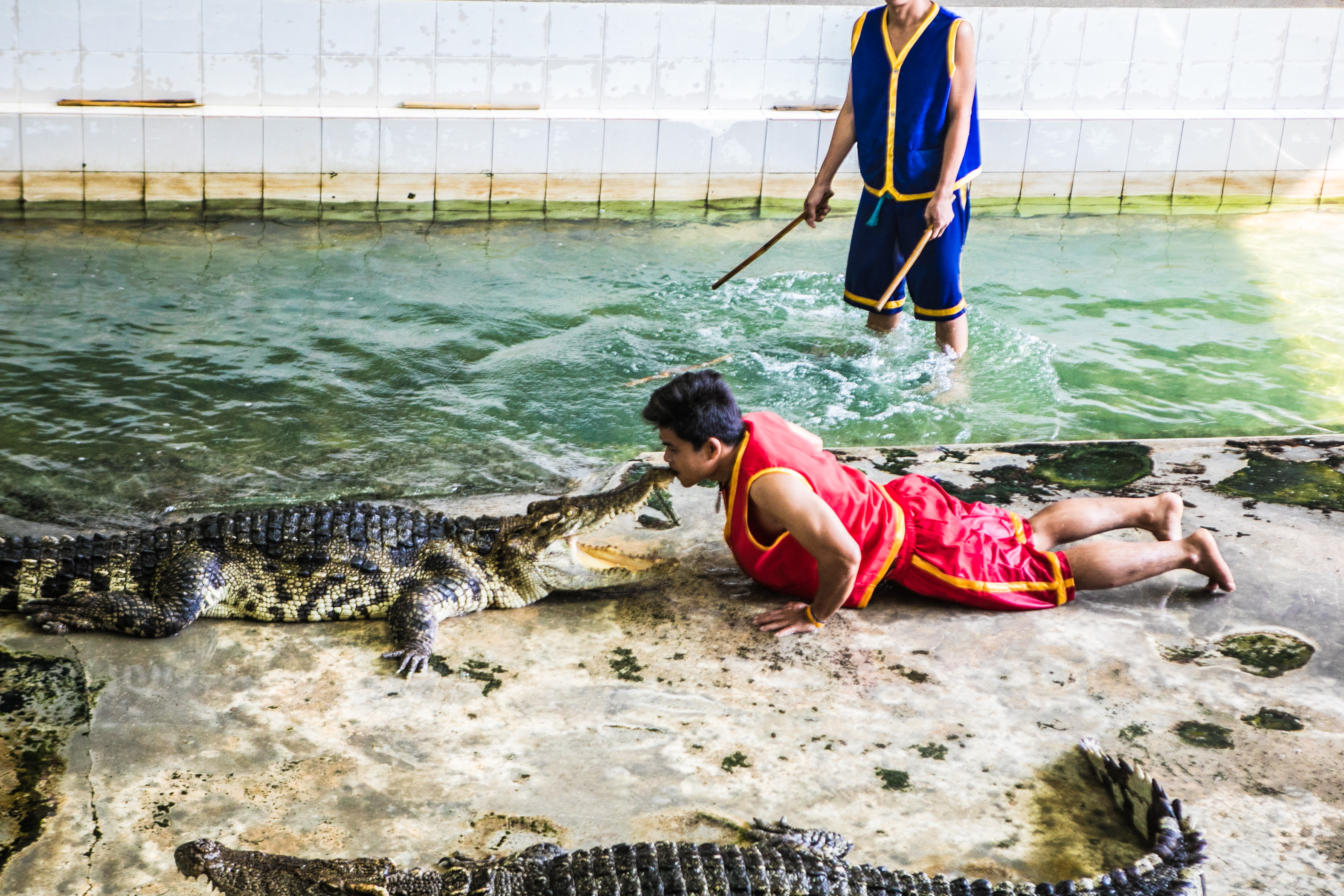 大象在泰国和印度象征着什么,大象是泰国的象征英语