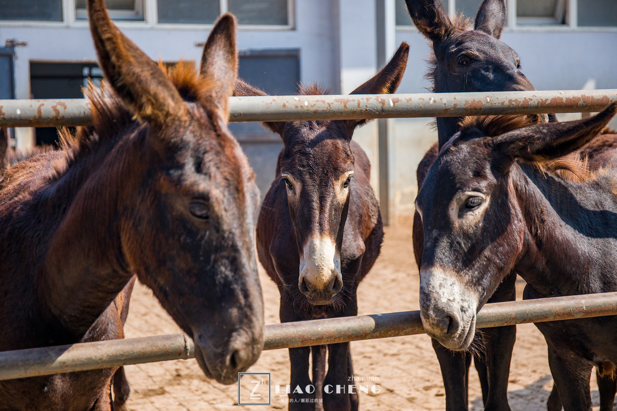东阿县毛驴养殖基地,黑毛驴养殖基地