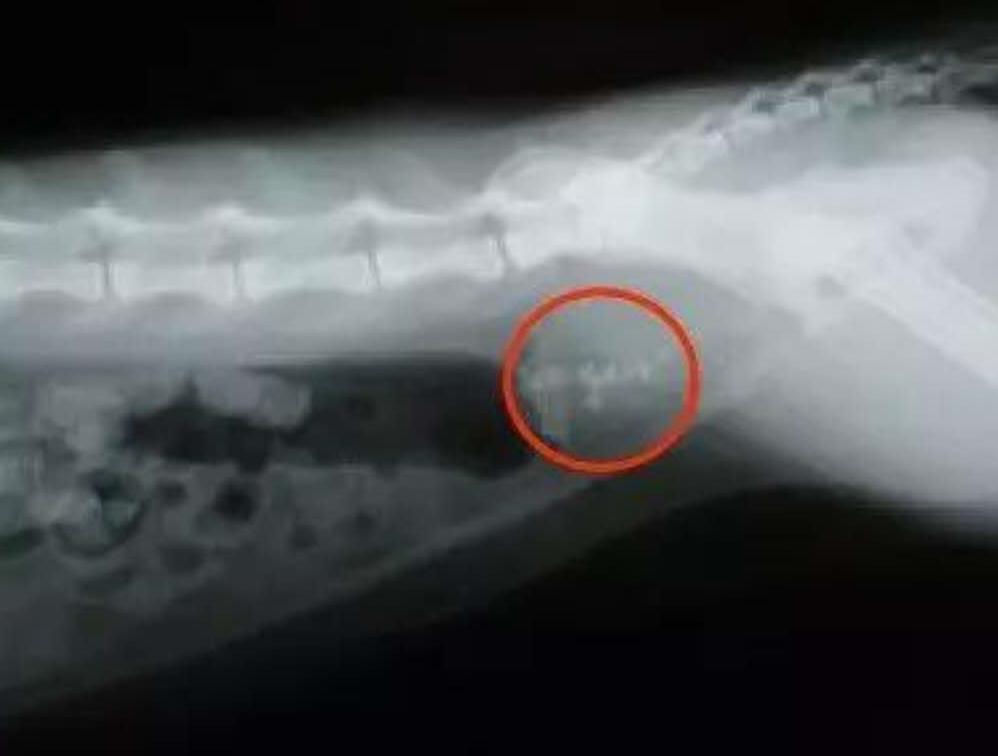 猫下泌尿道综合症表现,猫下泌尿道疾病的临床诊断和治疗