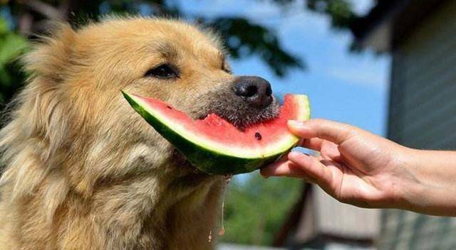 狗狗在什么情况下温度会升高,狗狗出现应激反应怎么办