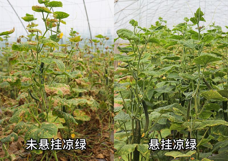 南瓜化瓜最有效的土办法,菜瓜怎么用最有效