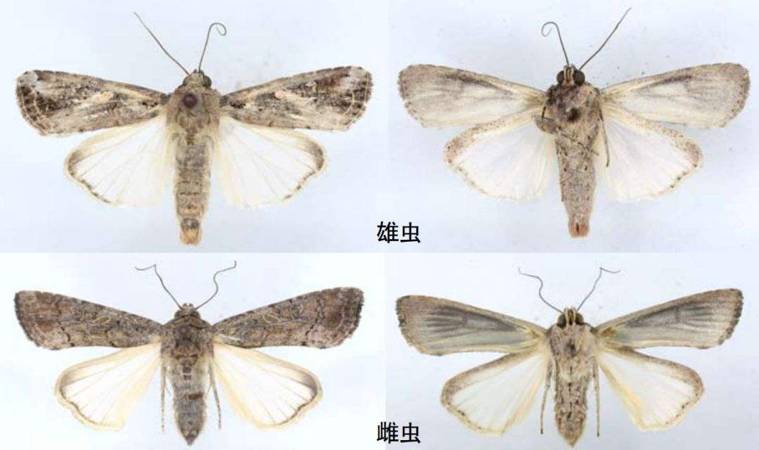 暴雨贪夜蛾防治,怎样预防水稻飞蛾