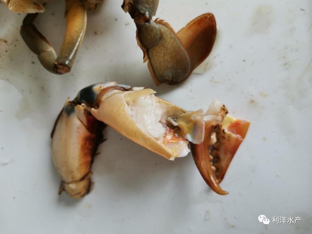 锯缘青蟹视频,锯缘青蟹