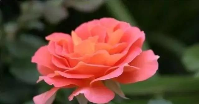 每天学习一点点花卉,100种常见玫瑰品种