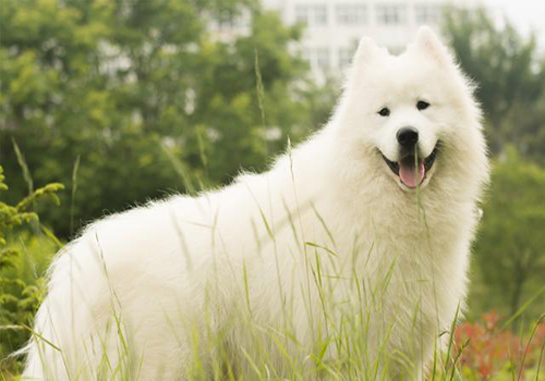 萨摩耶尿很黄什么原因,萨摩耶尿是红色怎么回事