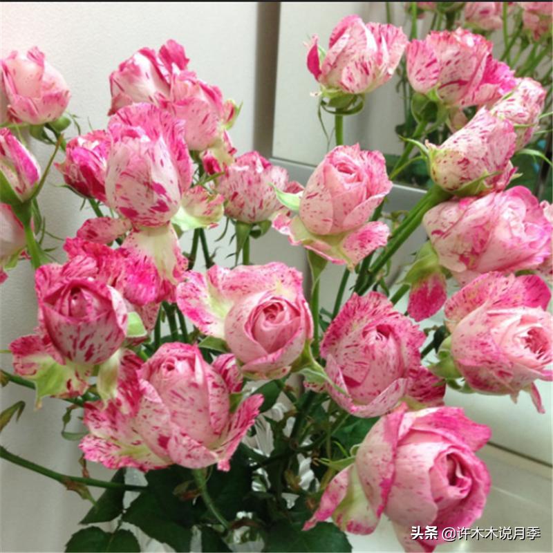 切花大全100种,鲜花大全50种花的花语