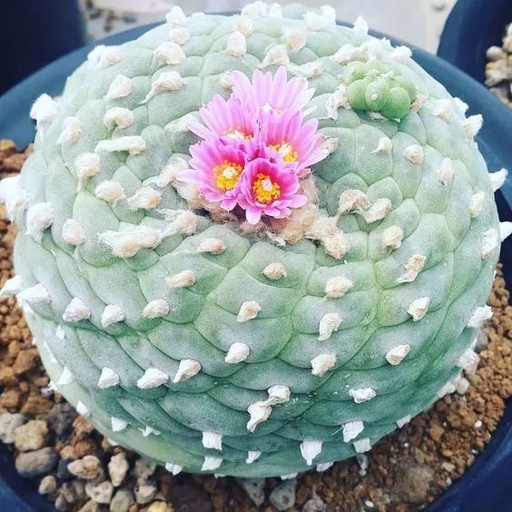 世界十大罕见花卉,世界名贵花卉高清大图