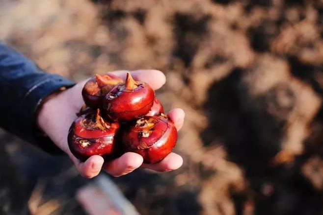 荸荠算不算水八仙,苏州马蹄荸荠