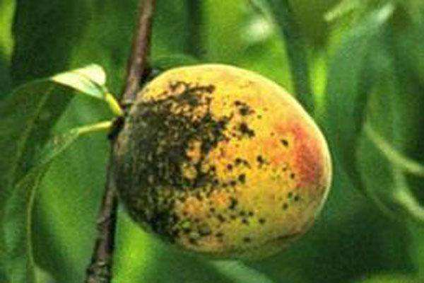 甲维盐能防治桃树的什么病虫害,一年生桃树怎么防治病虫害视频