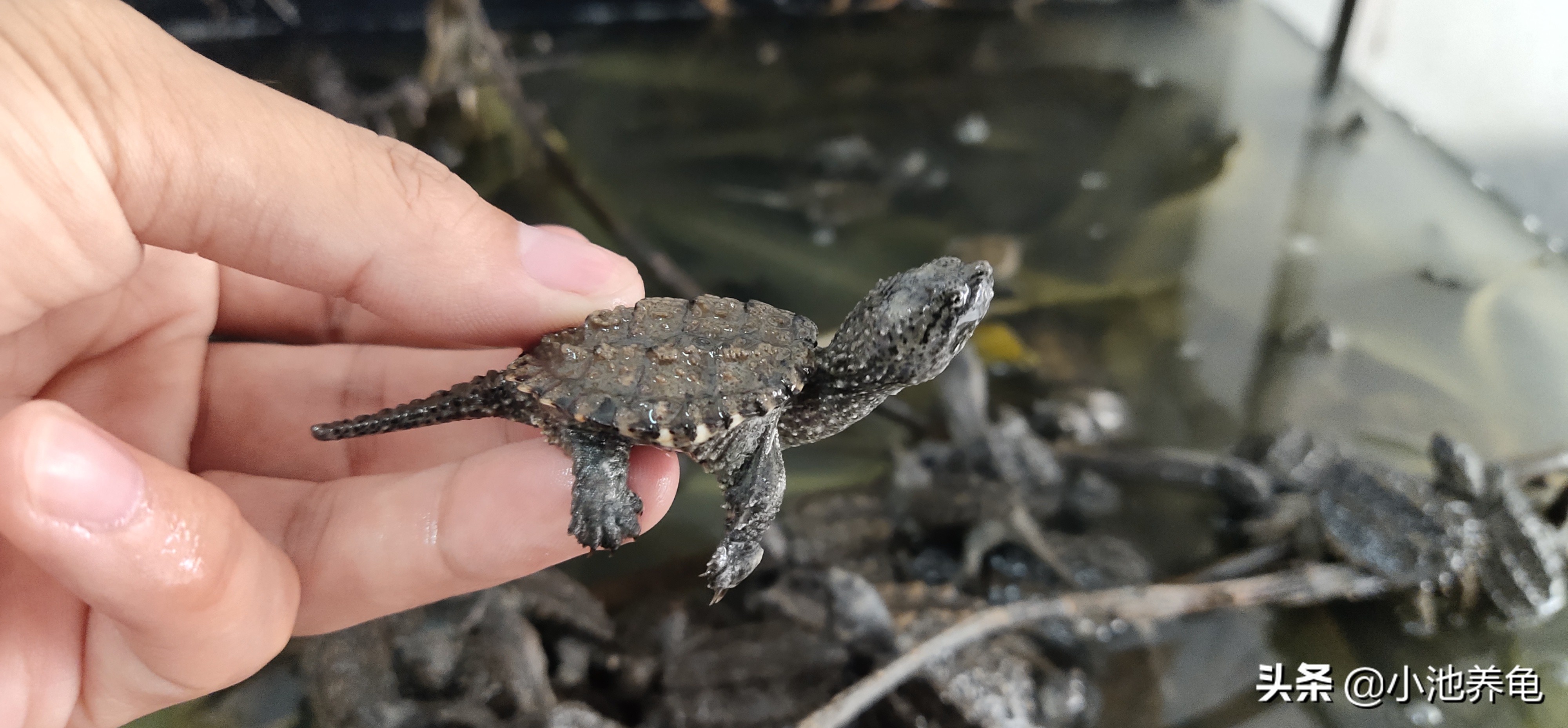 新手买乌龟要买什么样的龟才好养,养龟新手入门教学