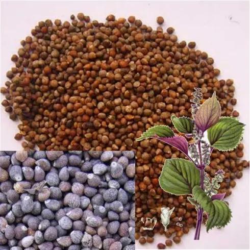 中药炒紫苏子的功效与作用是什么,紫苏子是中药吗