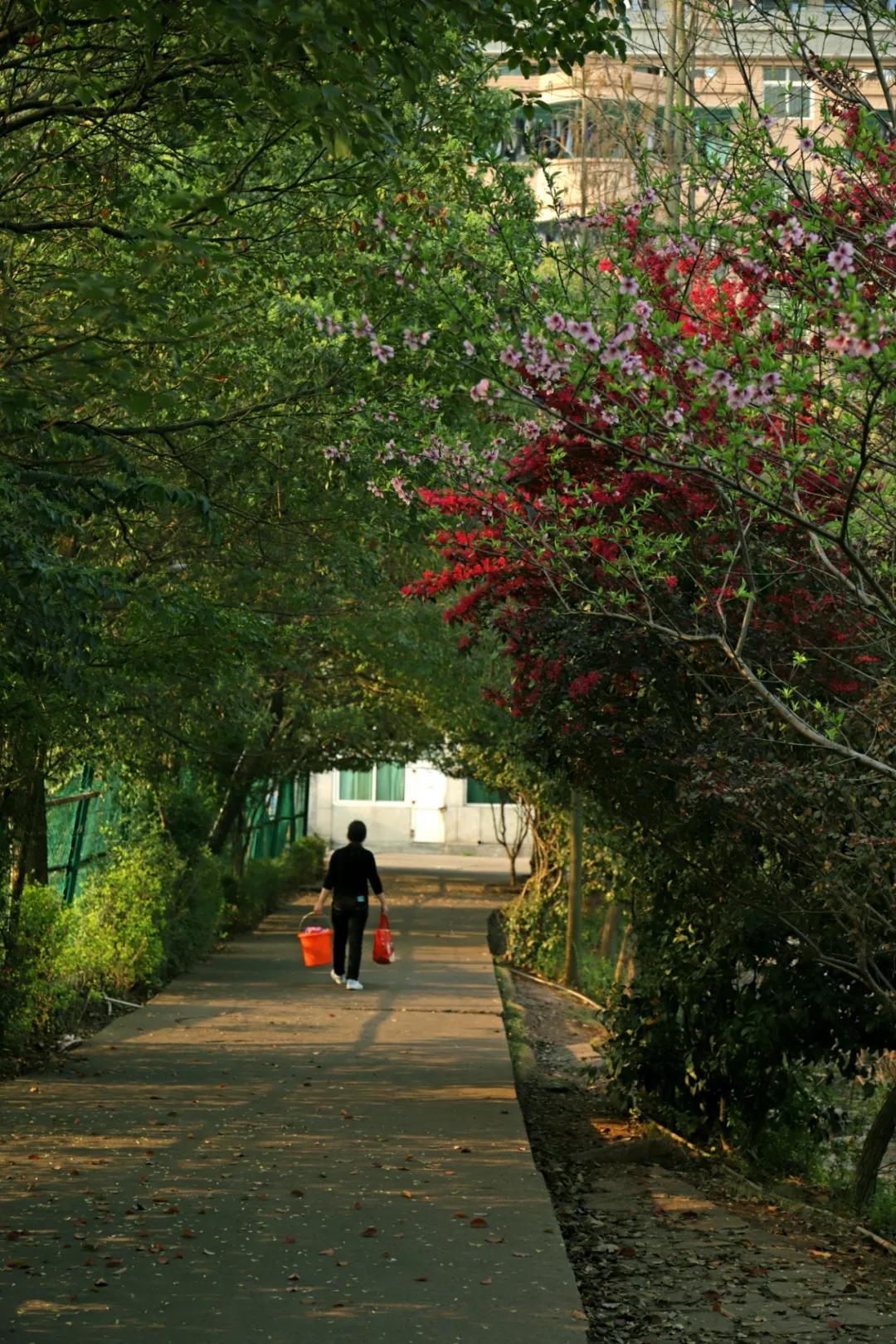 迎接校园里的百花齐放,教室窗外百花齐放