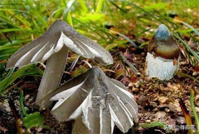 土人参多少钱一苗,土人参1千克得多少钱