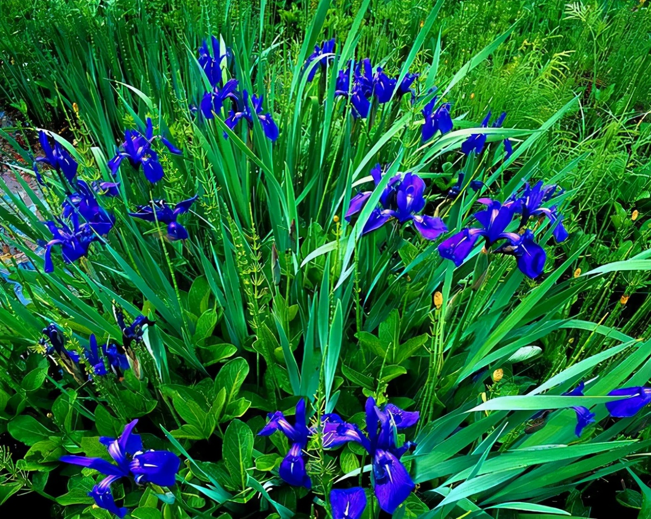 十种蓝色花,常见的六种蓝色花