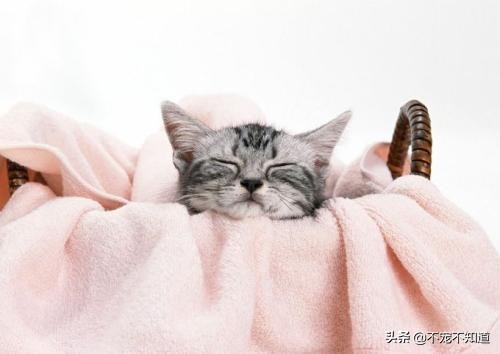 猫咪误吞小东西怎么办,猫咪吃了异物怎么快速拉出来