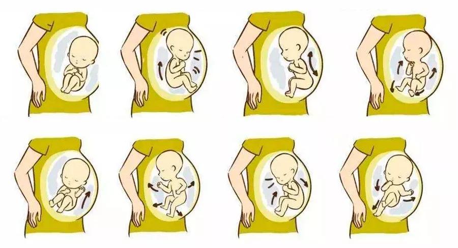 怀孕后多久出现胎动？正常的胎动次数是多少？如何数胎动？