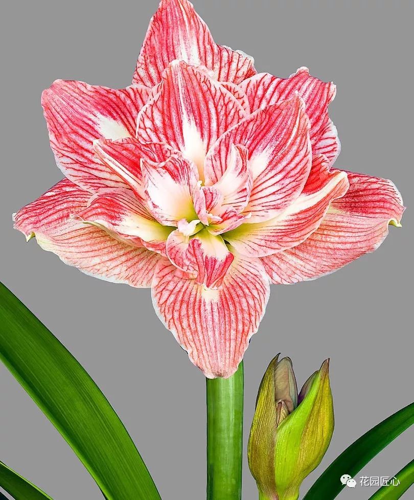 朱顶红为什么老是烂球,怎么才能让朱顶红不生小球