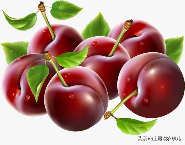 种甜樱桃的老农,利用残次品生产樱桃美酒,你也可以试试