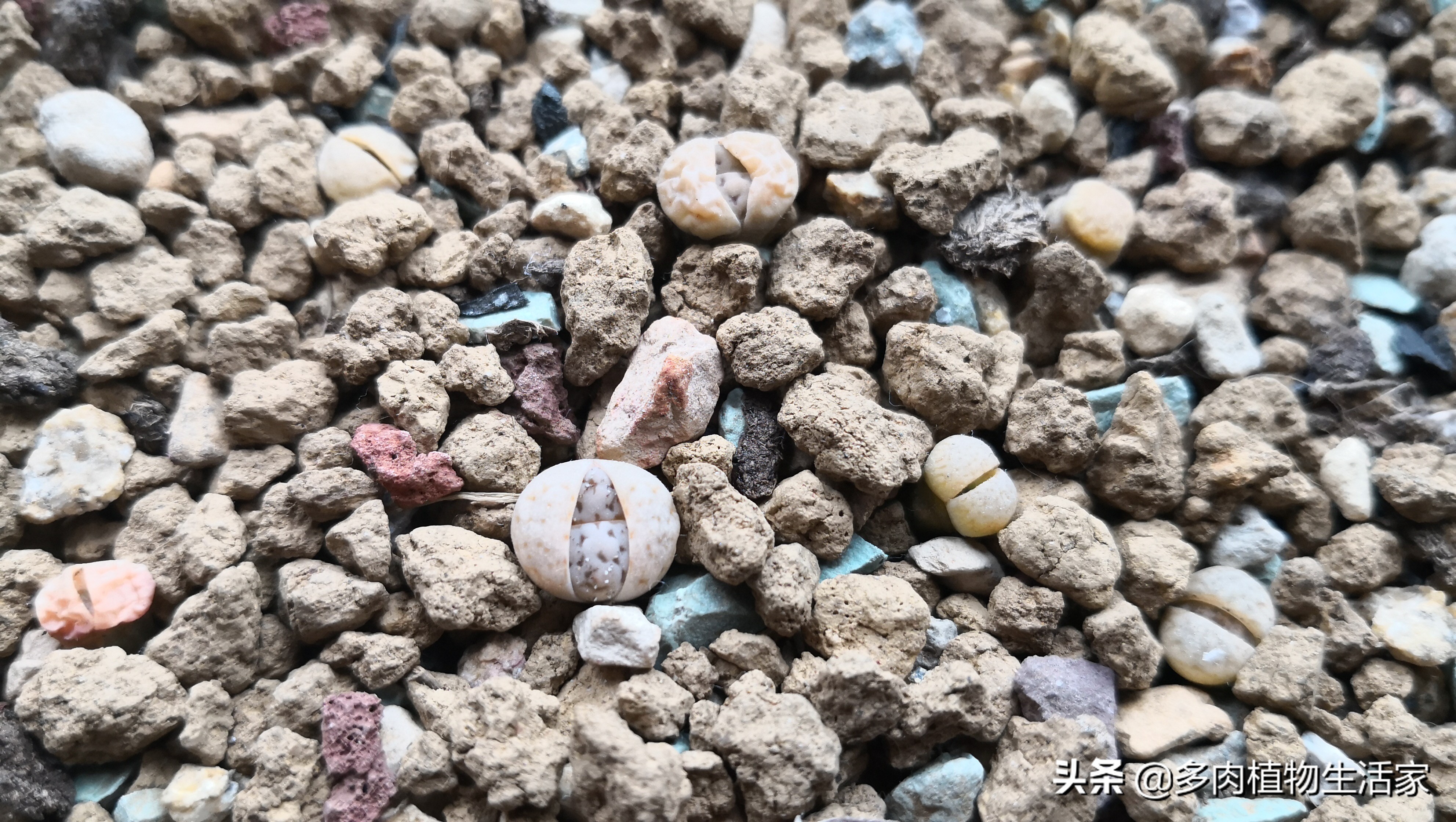 生石花多肉多久蜕皮,多肉生石花种子发芽过程