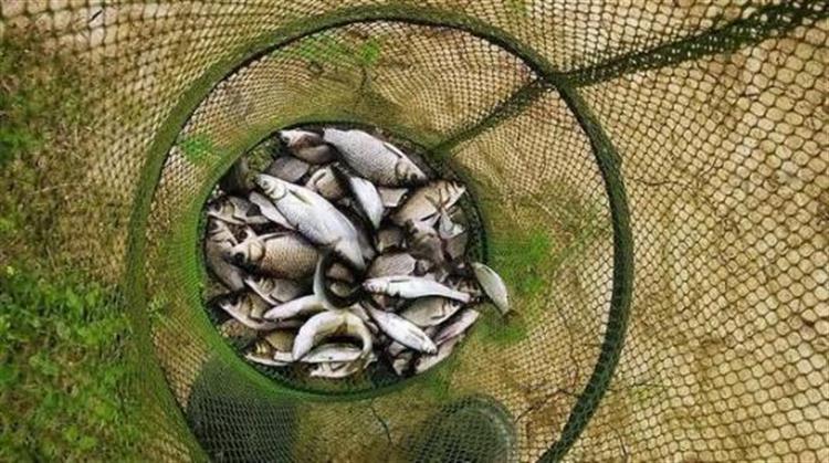 黑坑钓鲤鲫用什么饵比较合适,春季黑坑钓鲤用什么添加剂