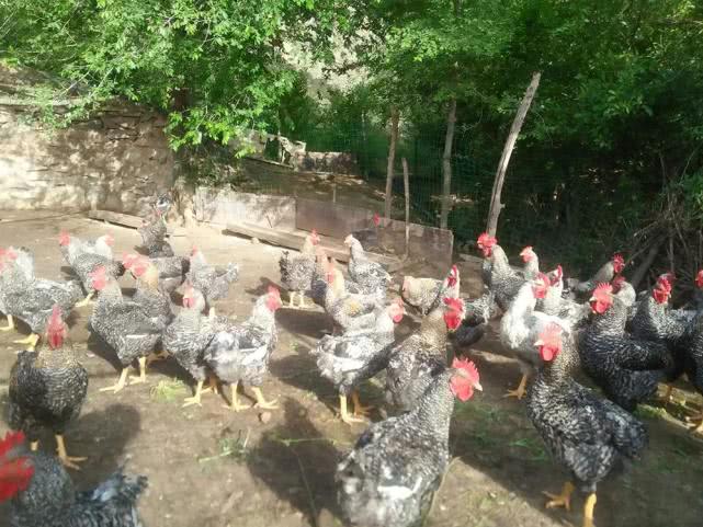 半年时间养殖什么最好挣钱,养殖成本才50元6个月即可出栏