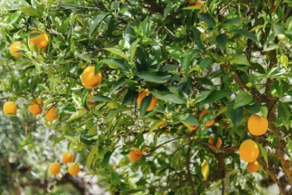 哪个地方出产的橙子最好吃,现在哪里的橙子最好吃