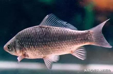 日常八种鱼忌搭配的食物,鱼不能配合哪些食材吃