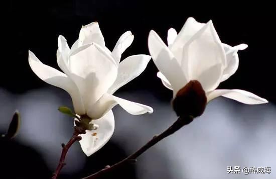 恒大球场建造视频,恒大球场美如画