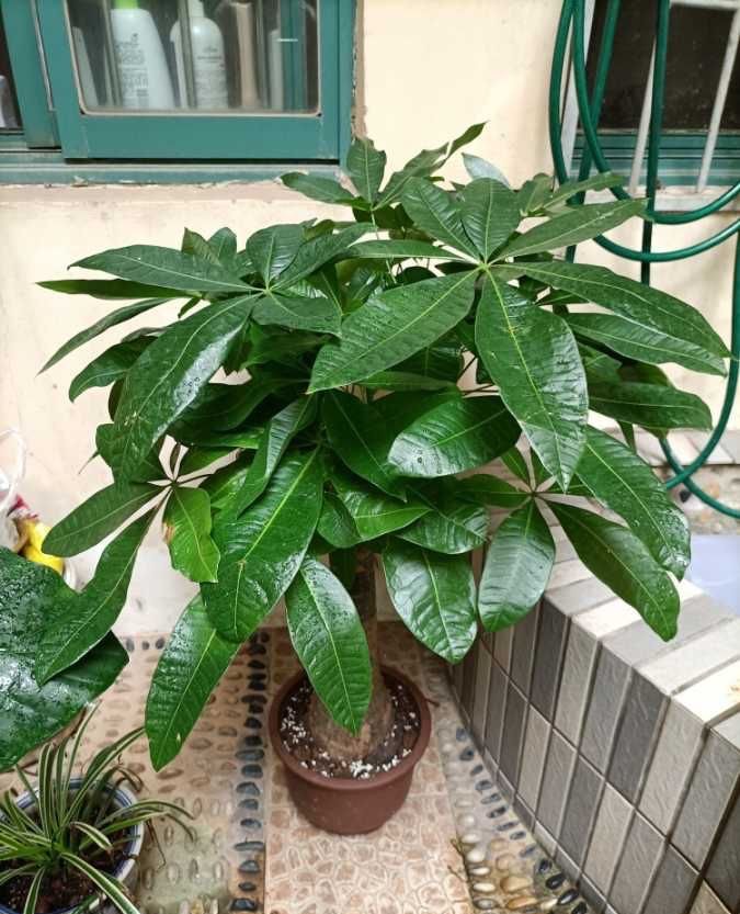 养好发财树好方法,发财树叶子长得繁茂还用修剪吗