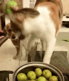 跟人类生活久了的猫,有些猫就真的不把自己当回事