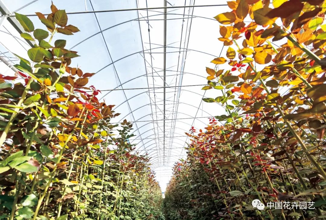 从海关数据看我国鲜切花进出口市场变化|“花卉进出口”专题