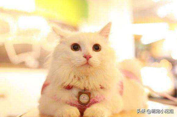 垃圾桶内传出一阵阵猫叫，打开一看，居然是一只面部溃烂的猫咪