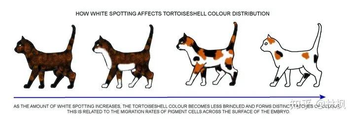 猫咪长红斑点是什么,你知道猫咪的毛色代表了什么吗