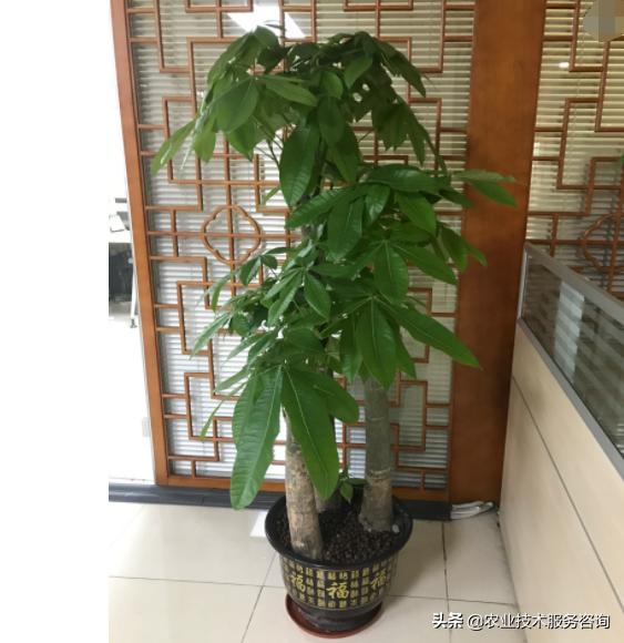 发财树叶片发黄卷曲怎么回事,发财树叶片发黄是怎么回事