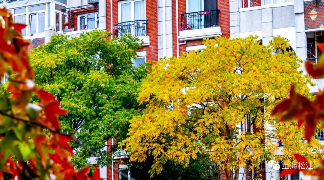 上海最美秋景,上海哪些公园可以拍秋景
