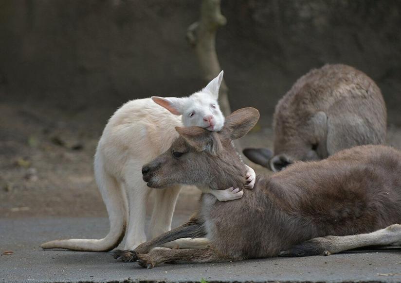 大袋鼠抱小袋鼠,大袋鼠奔跑时把小袋鼠抱出去了