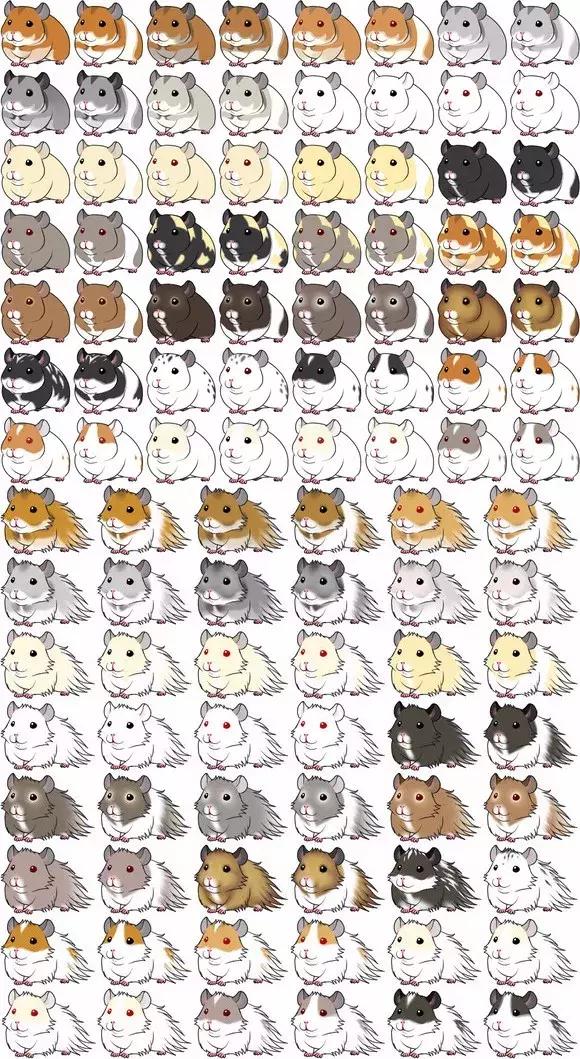 仓鼠的种类习性详细介绍,仓鼠有哪些亚种种类