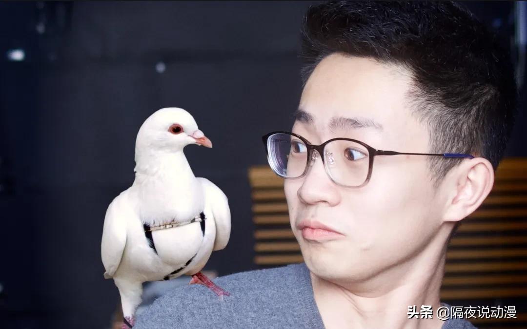 b站鸽王有哪些,b站up主鸽子