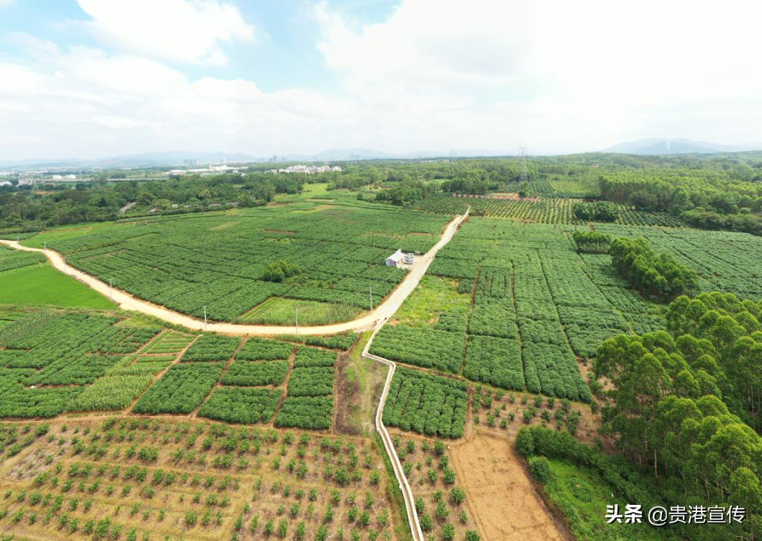 棒棒哒！贵港这个村致富有妙招